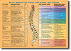 spine organ connections poster